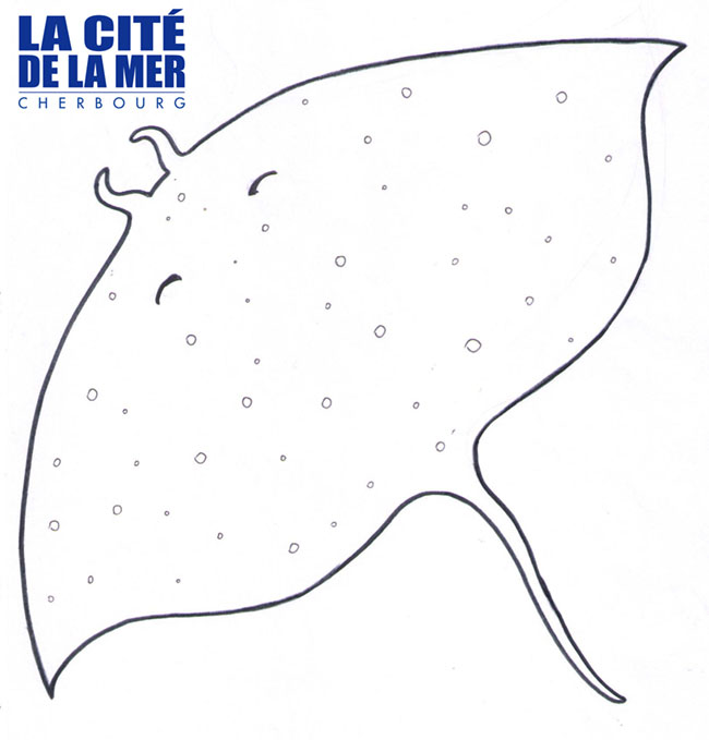 la-cite-de-la-mer_raie