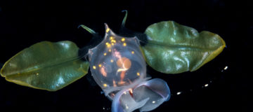 Sea Butterfly © Linda-Ianniello