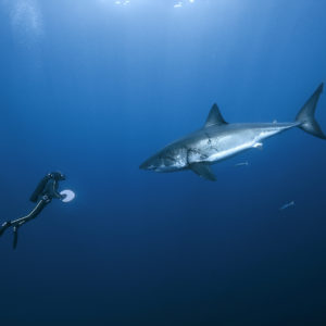 François Sarano et le grand requin blanc