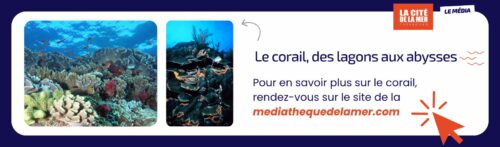 Le corail, des lagons aux abysses 